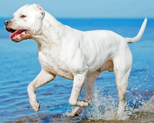 Dogo Argentino In Beach Paint By Numbers