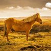 Golden Mare Horse In Pasture Paint By Numbers