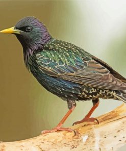 Green Blue And Purple Starling Paint By Numbers