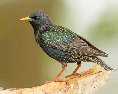 Green Blue And Purple Starling Paint By Numbers