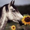 Horse And Sunflowers Paint By Numbers