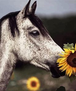 Horse And Sunflowers Paint By Numbers