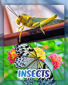 Insects