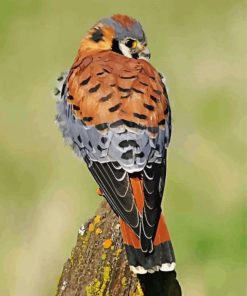 Kestrel Back Paint By Numbers