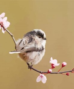 Long Tailed Tit On A Cherry Blossom Tree Paint By Numbers