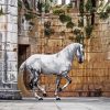 Lusitano Horse Paint By Numbers