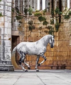 Lusitano Horse Paint By Numbers