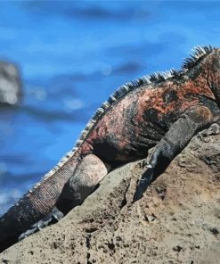 Marine Iguana Paint By Numbers