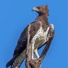 Martial Eagle Bird Paint By Numbers