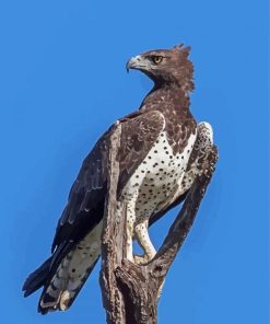 Martial Eagle Bird Paint By Numbers