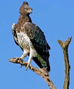 Martial Eagle Paint By Numbers