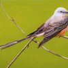 Oklahoma Flycatcher Paint By Numbers