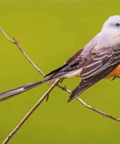 Oklahoma Flycatcher Paint By Numbers