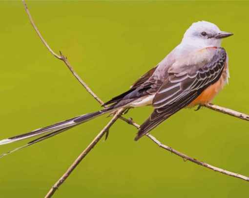 Oklahoma Flycatcher Paint By Numbers