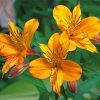 Orange Alstroemeria Flower Paint By Numbers