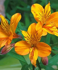 Orange Alstroemeria Flower Paint By Numbers