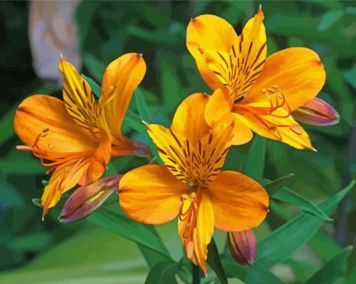 Orange Alstroemeria Flower Paint By Numbers