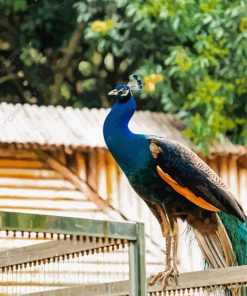 Peacock Animal On A Fence Paint By Numbers