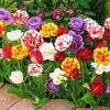 Peony Tulips Flowering Plants Paint By Numbers