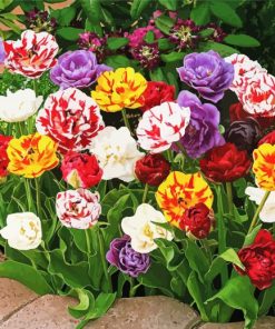 Peony Tulips Flowering Plants Paint By Numbers