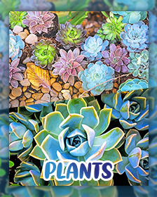 Plants