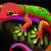 Rainbow Colourful Gecko Paint By Numbers