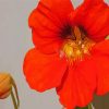 Red Nasturtium Flower Paint By Numbers