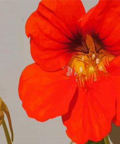 Red Nasturtium Flower Paint By Numbers