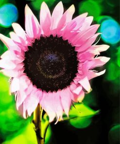 The Pink Sunflower Paint By Numbers