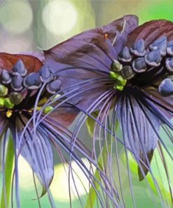 Two Black Bat Flowers Paint By Numbers