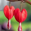 Two Red Bleeding Heart Paint By Numbers