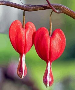 Two Red Bleeding Heart Paint By Numbers