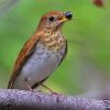 Veery Bird On Stick Paint By Numbers