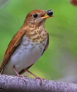 Veery Bird On Stick Paint By Numbers