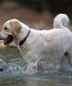 White Labrador In Water Paint By Numbers