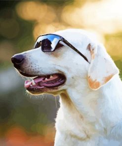 White Labrador With Sunglasses Paint By Numbers