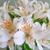 White Alstroemeria Flower Paint By Numbers