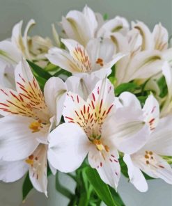 White Alstroemeria Flower Paint By Numbers