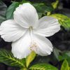 White Hibiscus Flower Paint By Numbers