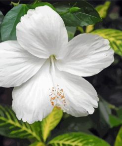 White Hibiscus Flower Paint By Numbers