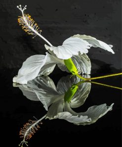 White Hibiscus Flower Reflection Paint By Numbers