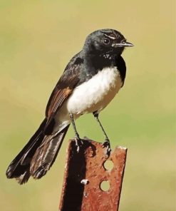 Willie Wagtail Paint By Numbers