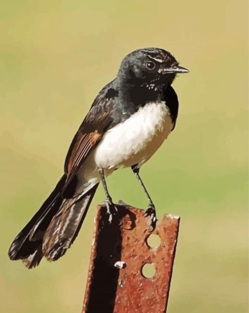 Willie Wagtail Paint By Numbers