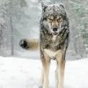 Wolf In Snow Paint By Numbers