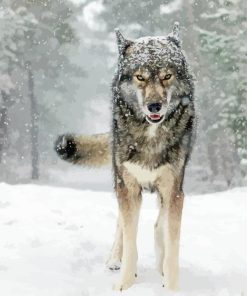 Wolf In Snow Paint By Numbers