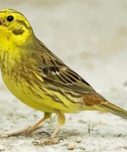 Yellowhammer Bird Paint By Numbers