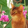 Abyssinian With Flowers Paint By Numbers