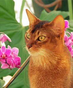 Abyssinian With Flowers Paint By Numbers