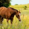 Adorable Brown Mare Horse Paint By Numbers