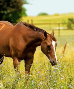 Adorable Brown Mare Horse Paint By Numbers